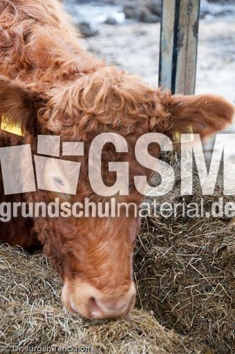 Hausrind (173 von 174).jpg